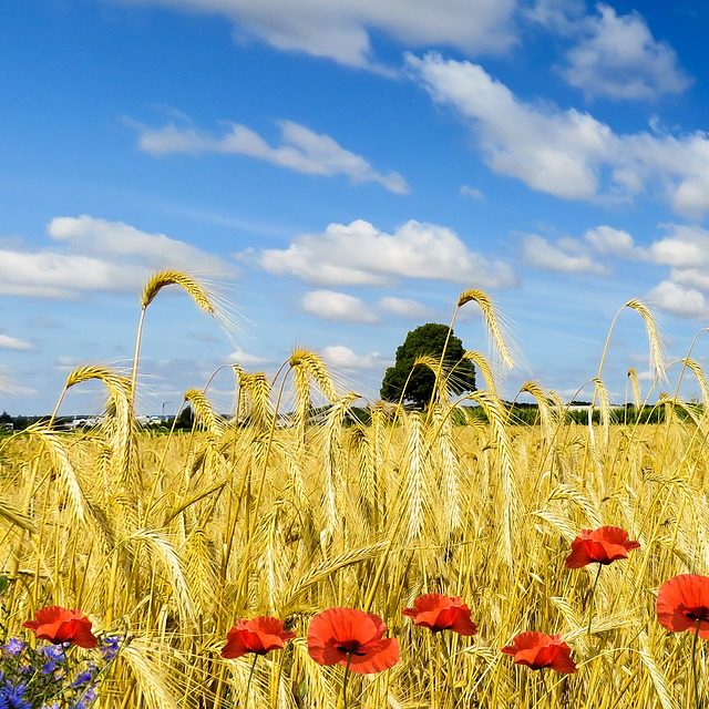vita flowers-5476061_1920