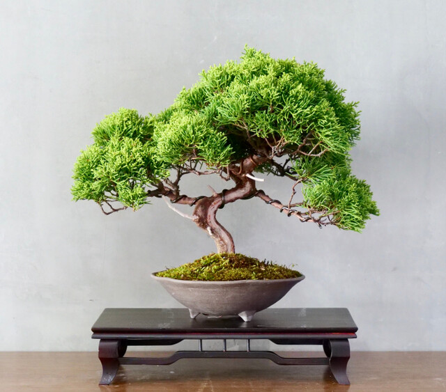 bonsai-cura-bioetica-news-torino